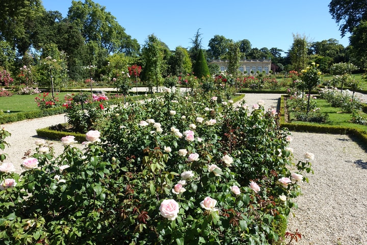 huge rose flower garden