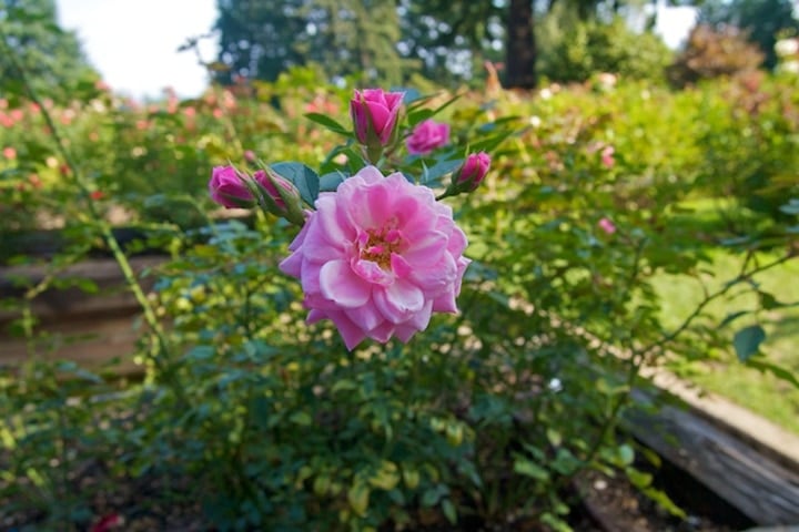 japanese rose garden