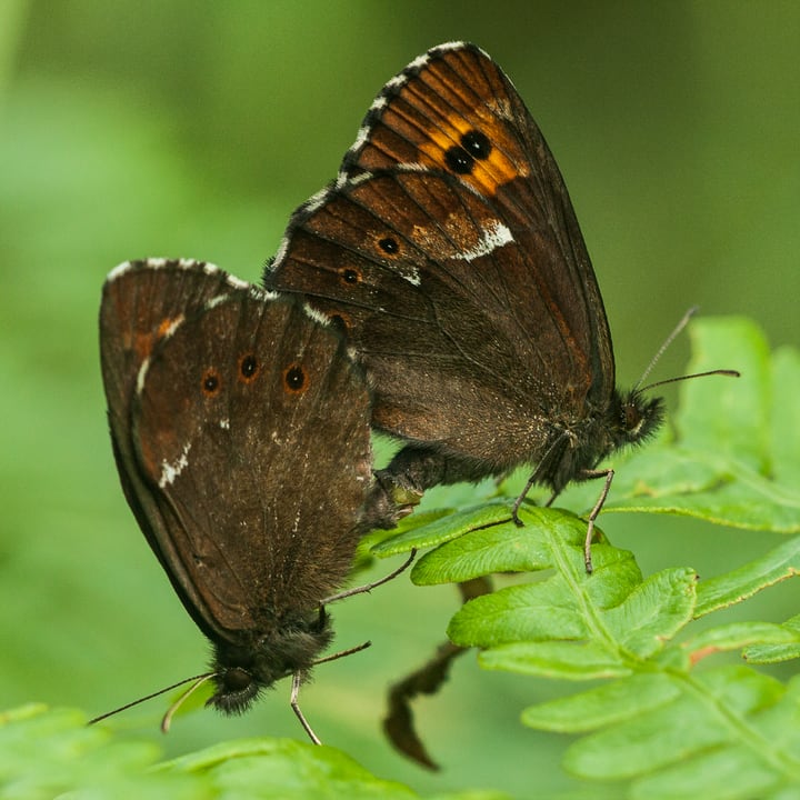 mating adult butterflies