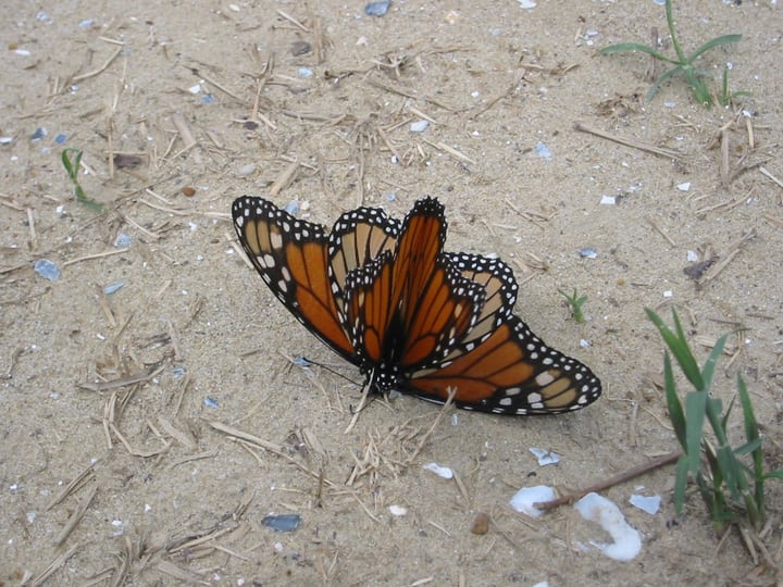 mating butterflies