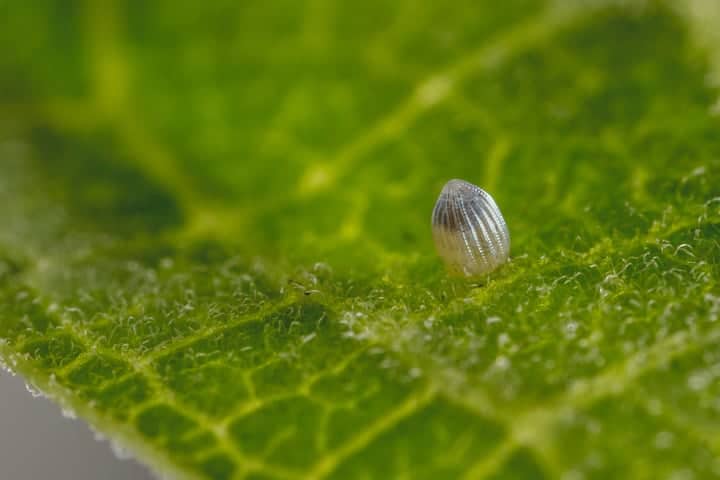 milkweed leaf with a hatching monarch butterfly egg