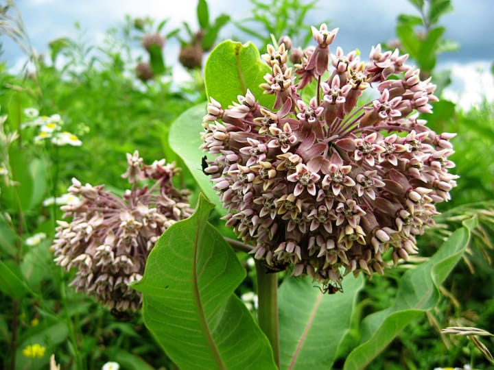 milkweed