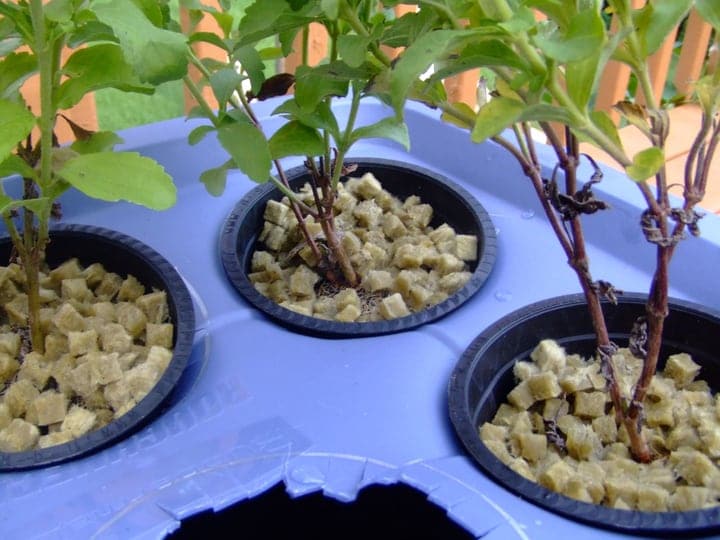 mini hydroponic system in a water garden