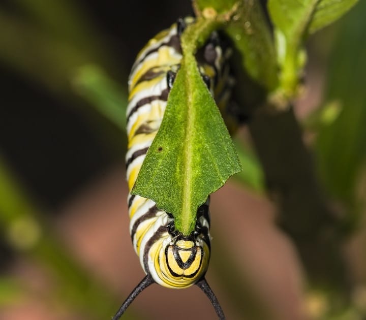 monarch butterfly caterpillar eating a leaf