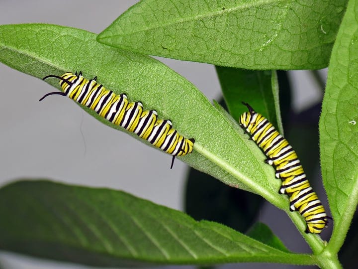 monarch butterfly caterpillar