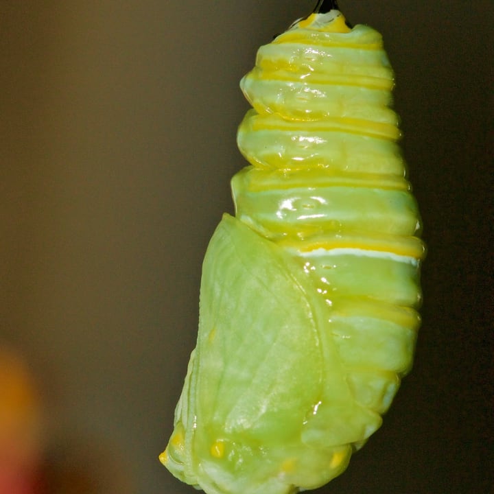 monarch butterfly cocoon