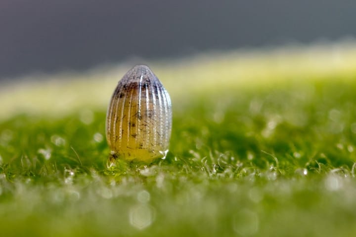 monarch butterfly egg ready to hatch
