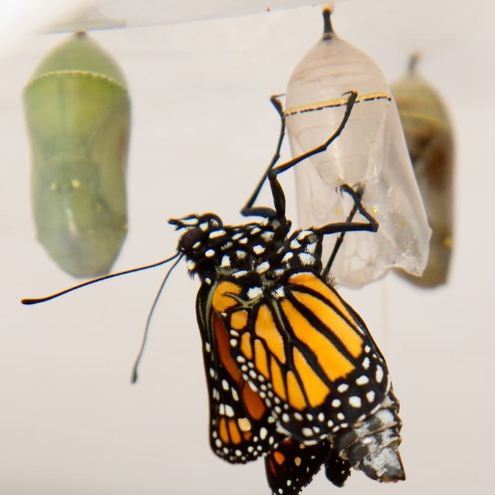 monarch butterfly emerging from the pupa