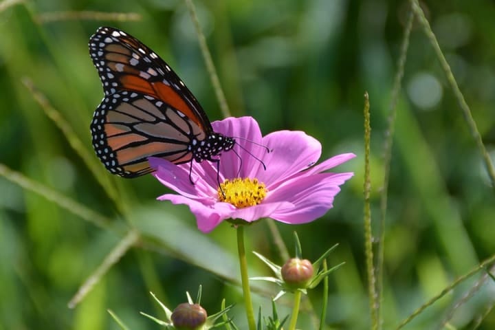 monarch butterfly on a cosmos flower