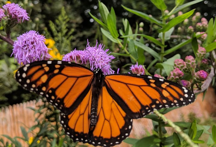 monarch butterfly on liatris