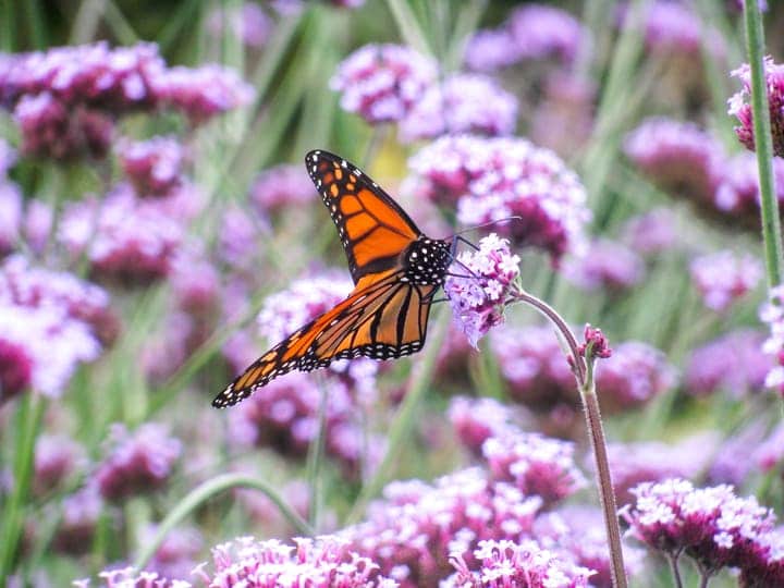 monarch butterfly on milkweed flower