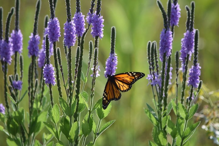 monarch butterfly on vervain flower