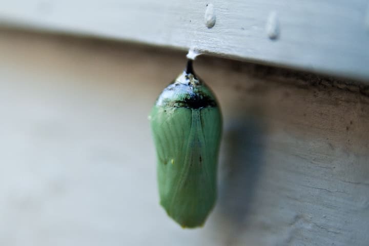 monarch butterfly pupa