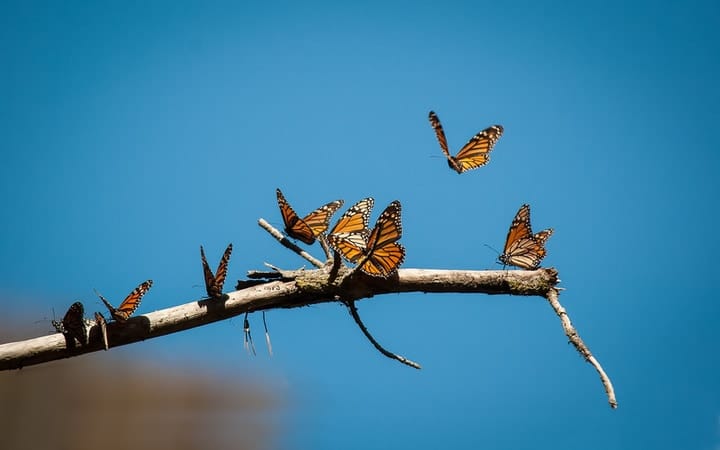 monarch butterfly resting on a branch