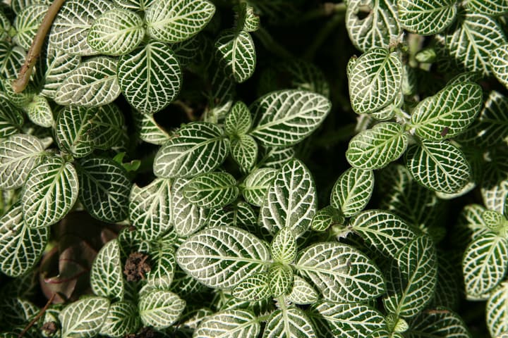 mosaic plant