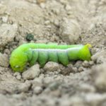 moth butterfly burrowing on soil