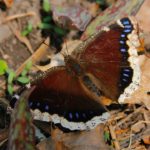 mourning cloak butterfly