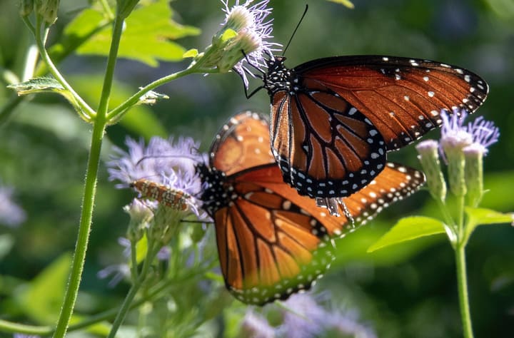 orange butterflies in the flower garden