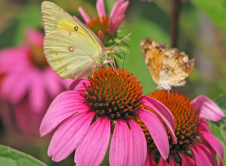 orange sulfur and pearl crescent butterflies on coneflowers