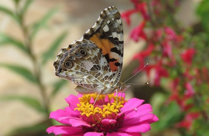 painted lady butterfly on a pink zinnia