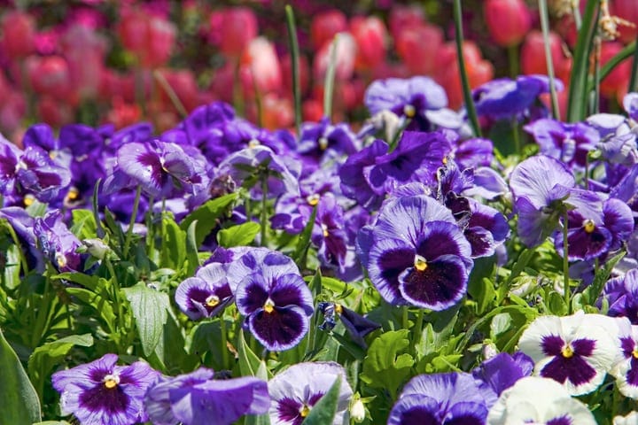 pansies butterfly flower garden