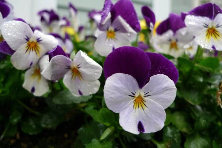 pansies