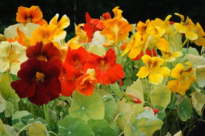 pest resistant nasturtium flowers