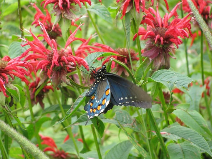 pipe vine swallowtail butterfly on a bee balm