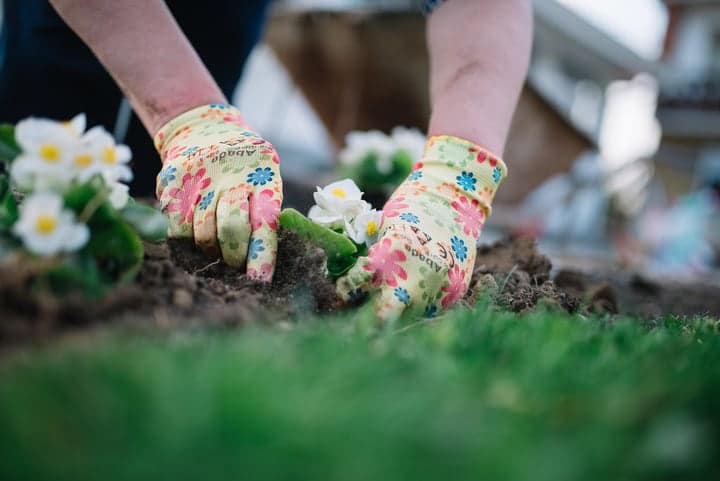 planting flowers in the garden