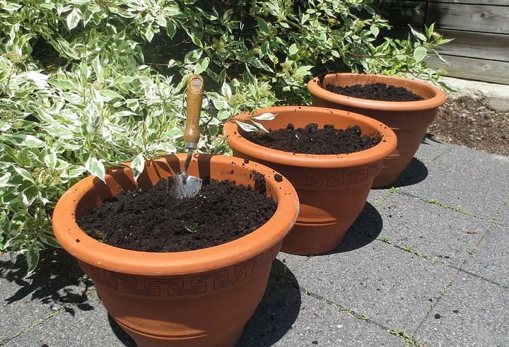 planting seeds on terrace garden