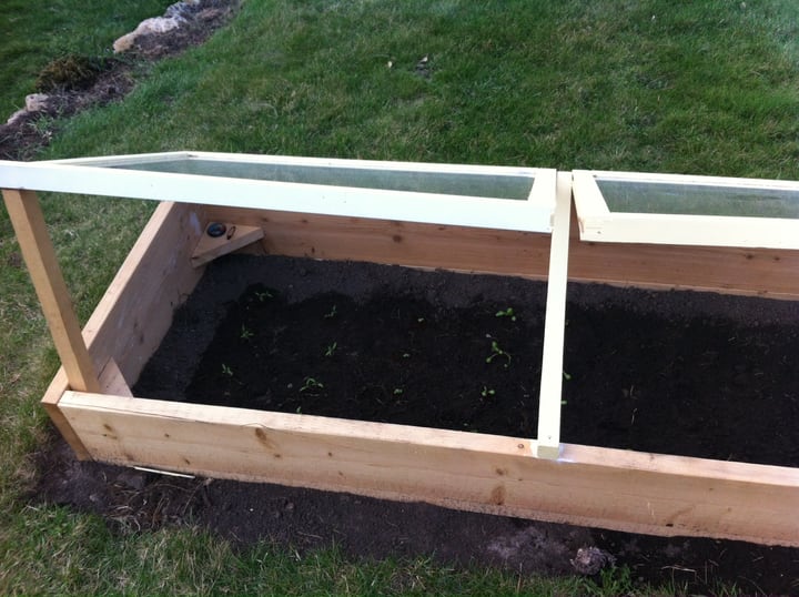 plants getting ready for winter inside a cold frame