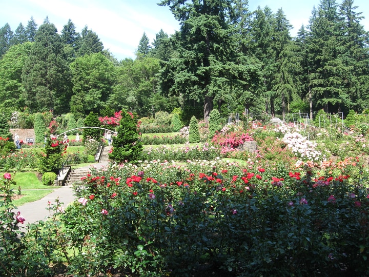 portland rose garden