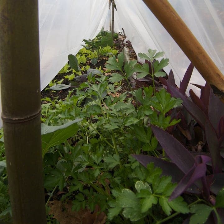 protected plants in a winter garden