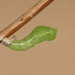 pupating caterpillar