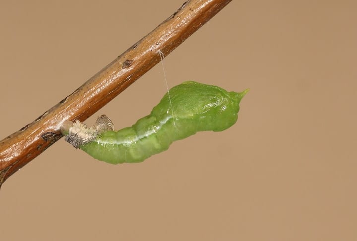 Butterfly Life Cycle Stages 101 [Easy Guide for Everyone]