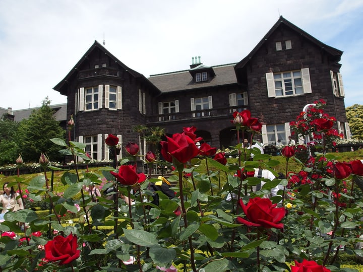 red rose garden