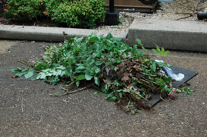 removing weeds