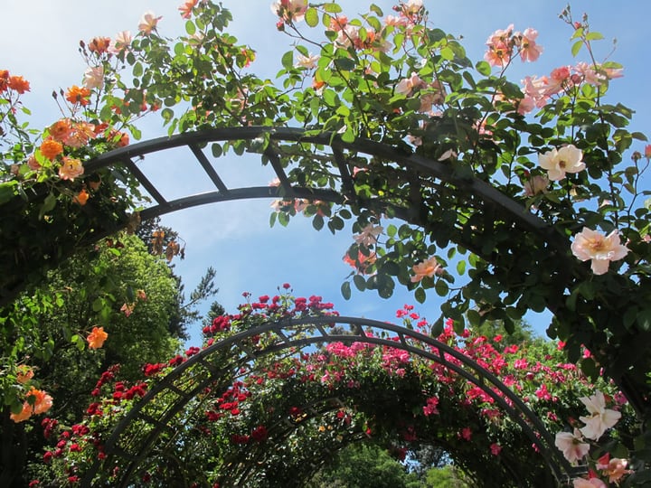 rose arch garden