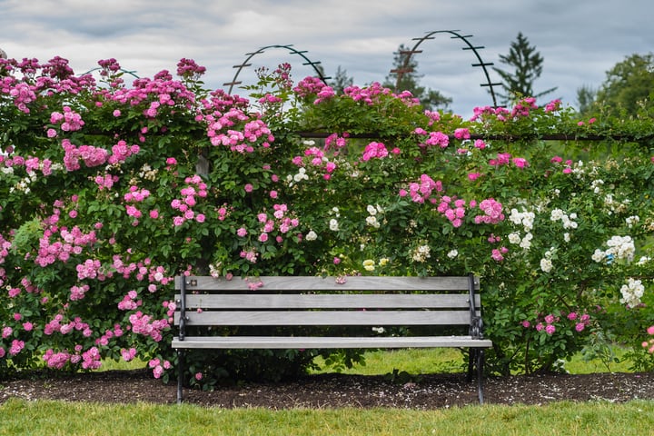 rose bush garden