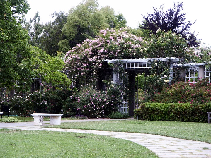 rose garden arbor