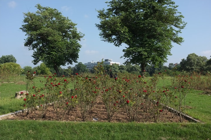 rose garden of chandigarh