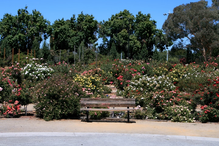 rose garden san jose