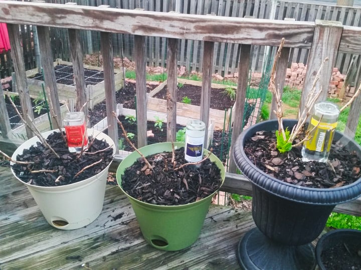 self watering bottle garden