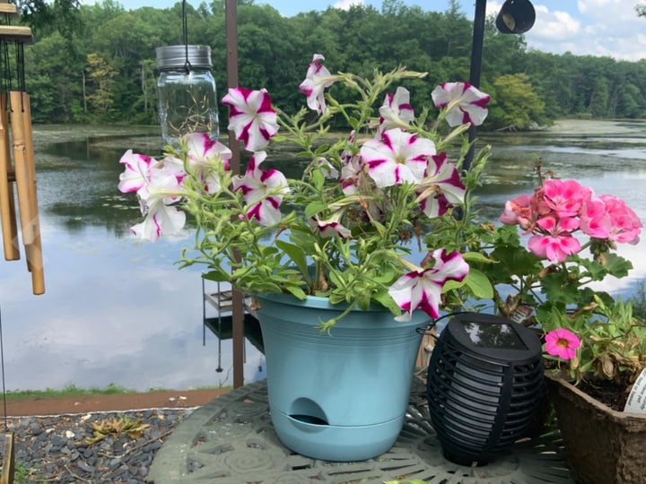 self watering containers