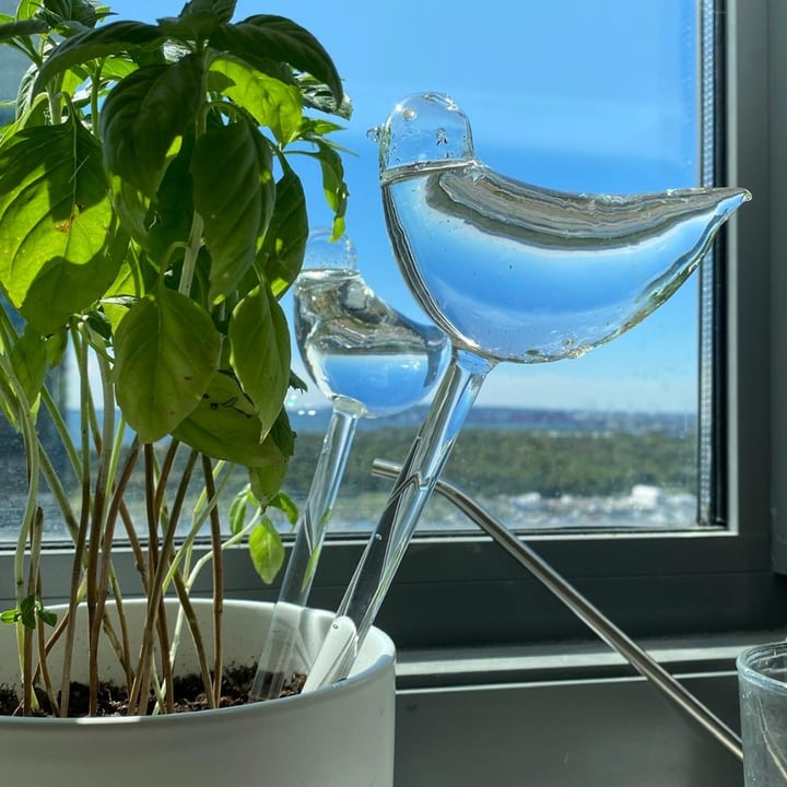 self watering globes