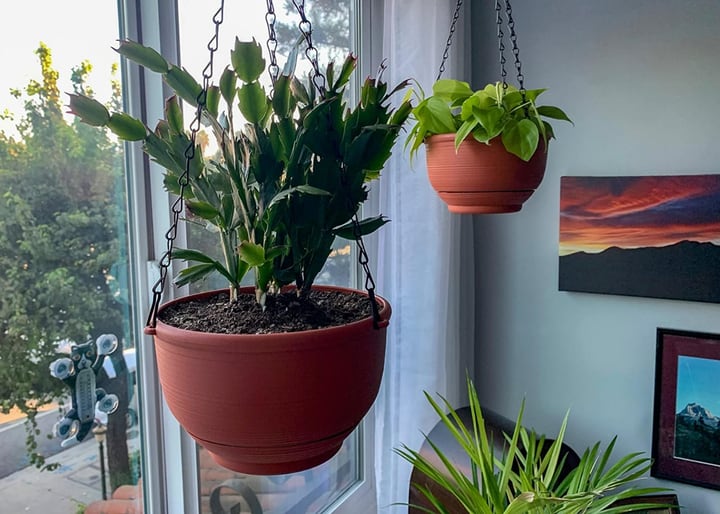 self watering hanging planter