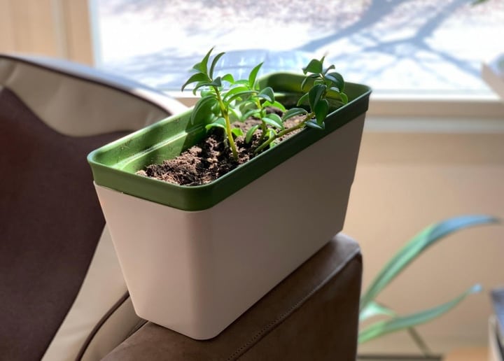 self watering herb planter