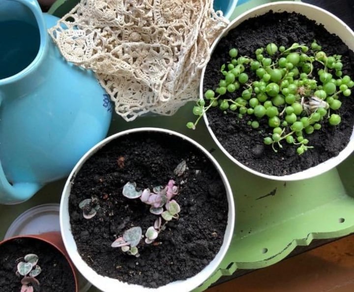 self watering plant pots