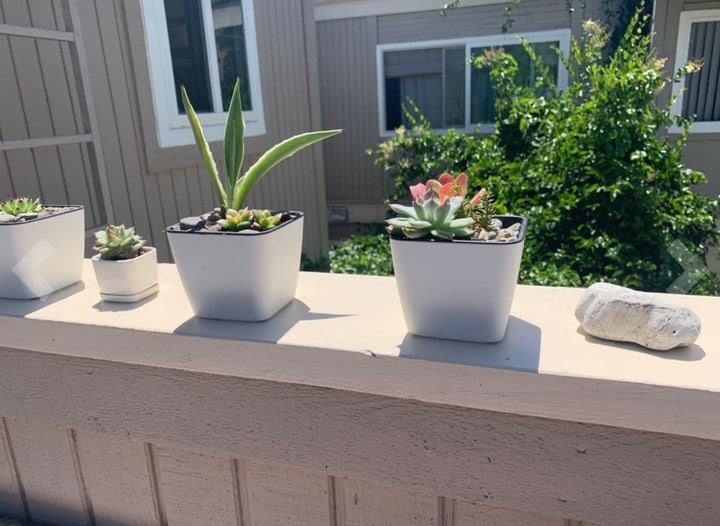 self watering planters in the balcony