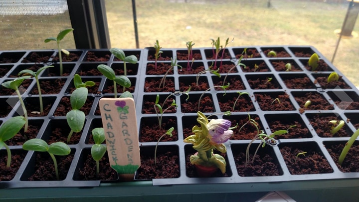 self watering tray